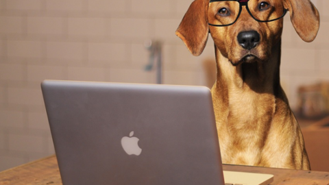 Più spensierati in ufficio e al lavoro con il proprio cane a fianco. Oggi … – Ossola24 (Comunicati Stampa) (Blog)
