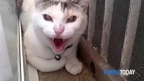 Gatti indemoniati “bullizzano” un povero cane: maltrattato e … – RiminiToday
