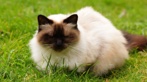 Himalayano, caratteristiche del gatto metropolitano dal fascino esotico – LifeGate