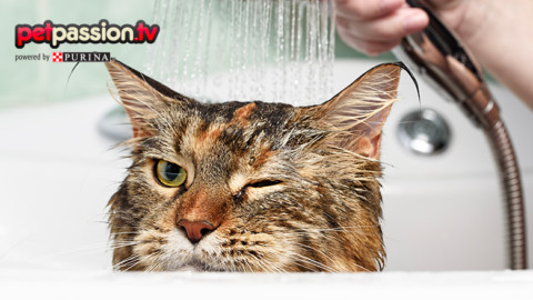 Perché il gatto odia l'acqua? – Petpassion.tv
