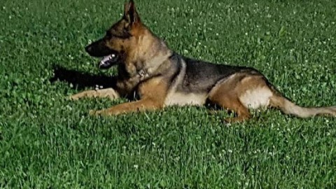 Il proprietario del cane eroe morto: forse non addestrerò più – ANSA.it