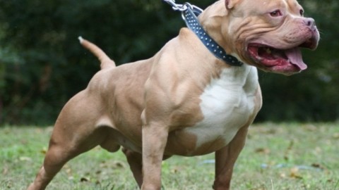 Lanzo, pitbull aggrediscono coppia di anziani e il loro cane – La Repubblica