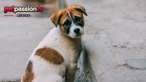 Soccorrere un cane abbandonato: cosa fare e come aiutarlo – Petpassion.tv