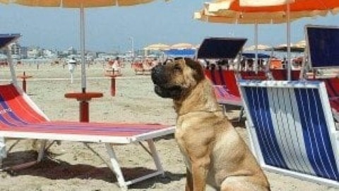 Con il cane in spiaggia, record di multe in Riviera. I consigli per l … – La Repubblica