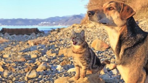 Estate: 8 consigli per proteggere cani e gatti dal caldo – Velvet Pets