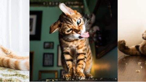 Foto di gatti strafatti – Wired.it