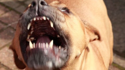 Palermo, 23enne aggredita da pitbull; braccio destro staccato a morsi – il Giornale