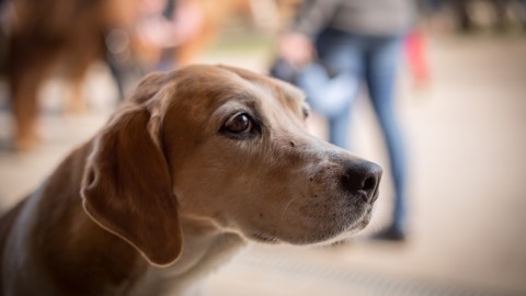 Arcore, il padrone muore in auto. E il cane veglia su di lui – il Giornale