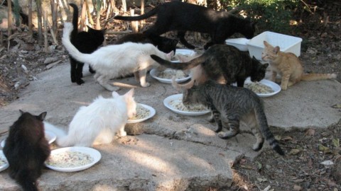 A Washington arriva il censimento felino I gatti saranno spiati dal … – il Giornale