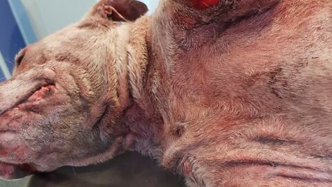 Lupi aggrediscono cane e padrone – Corriere dell'Umbria