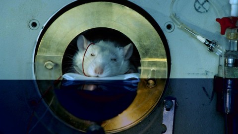 Belgio: l'uso di animali a fini di sperimentazione sar&agrave; ridotto del 20%