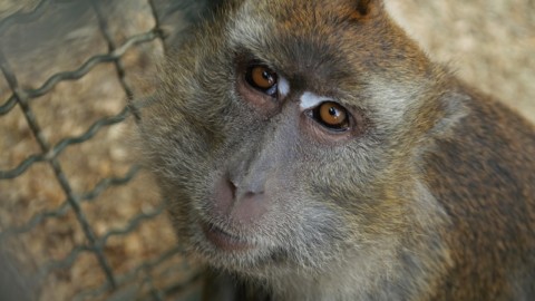 Un anno di libert&agrave; per i macachi di Padova