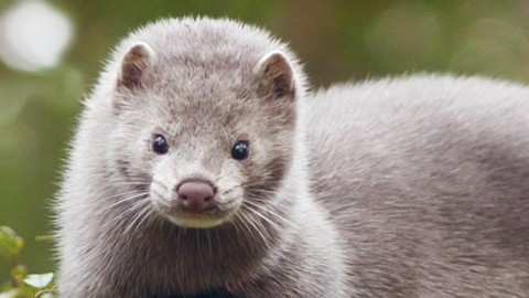 Una conquista storica: il Belgio chiude gli allevamenti di animali per pellicce