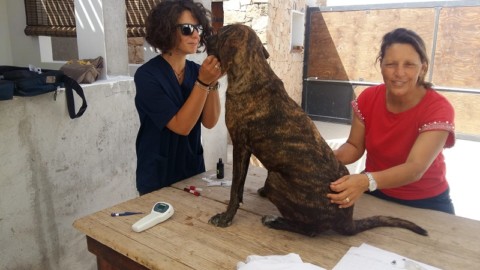 In missione per i cani di Lampedusa: primo bilancio e prossime azioni