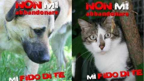 Stop all'abbandono di cani e gatti: “Mi fido di te”, torna la campagna … – La Repubblica