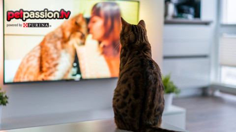 Film e gatti, i 5 mici da Oscar più famosi – Petpassion.tv