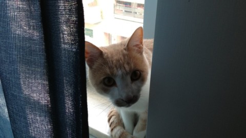 Grazie al “copia e incolla” del Dna, si pensa a gatti che non … – La Repubblica