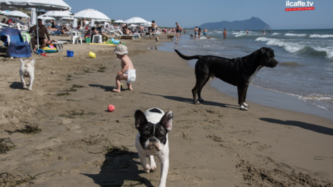 Con il cane al mare sotto l'ombrellone: a Sabaudia si può FOTO – Il Caffè.tv