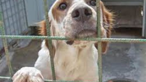 L'ABBANDONO DEGLI ANIMALI COME MISURA DI DISUMANITA' – Lettera43