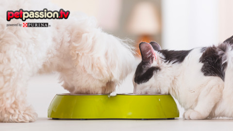 Falsi miti sull'alimentazione di cane e gatto – Petpassion.tv