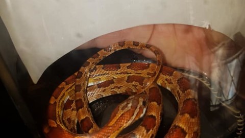 A spasso in centro a Camaiore, Anpana recupera serpente 'del grano' – Lucca in Diretta