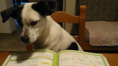 Books&Pets: animali e libri contro l'abbandono | Il Mattino – Il Mattino