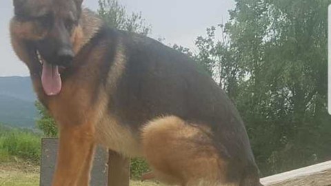 L'Aquila, cane Kaos: la notizia sconvolge l'Italia, scatta l'inchiesta – Il Messaggero