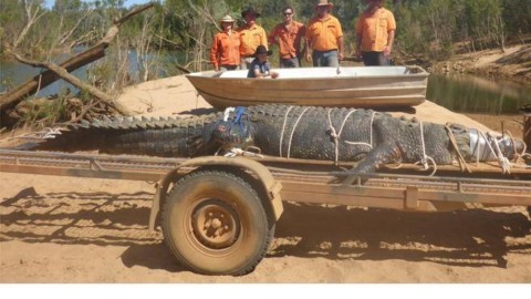 Dopo 8 anni catturato in Australia il coccodrillo gigante – Corriere della Sera