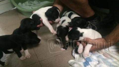 Riccione, cuccioli denutriti abbandonati davanti al canile, gli … – AltaRimini