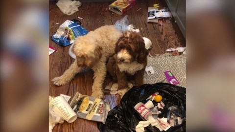 Colorado, quando il cane si sente in colpa: la reazione è dolcissima – La Repubblica