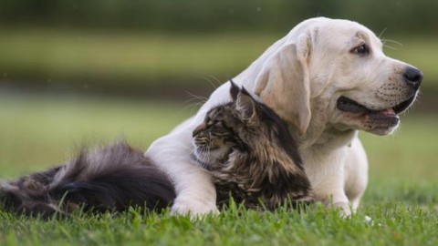 Cani e gatti, sterilizzarli o no? Cosa cambia nell'alimentazione – Corriere della Sera