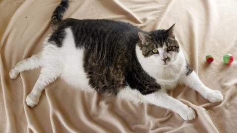 Troppa «trippa sul gatto» (e sul cane) Cosa fare se il pet è in … – Corriere della Sera