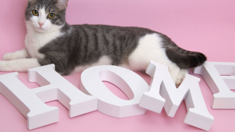 Come si arreda la casa per un gatto felice – Vanity Fair.it