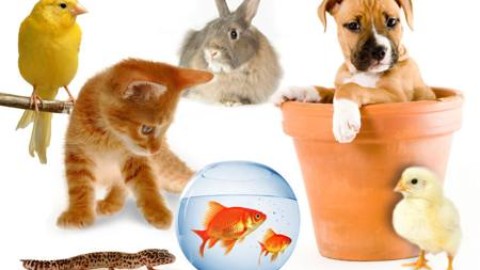 Animali domestici: vacanza con la famiglia – Secolo Trentino