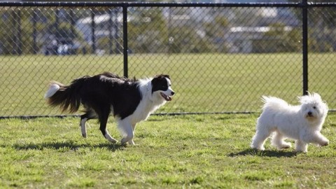 Fermo. In arrivo due nuove aree cani a Lido Tre Archi e … – Informazione.Tv