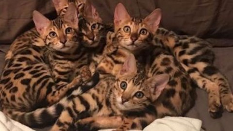 “Allevo Bengala, più che gatti sembrano cani” – Adnkronos