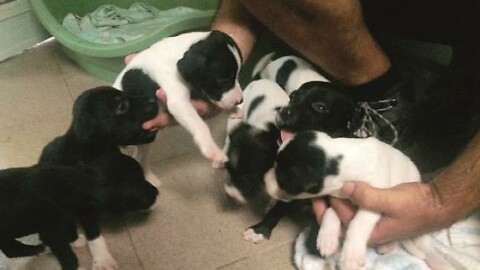 Madre ritrovata in strada salvi dieci cuccioli abbandonati a Riccione – Corriere Romagna