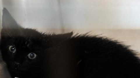 'Effetto gatto nero', ecco perché siamo superstiziosi – Adnkronos
