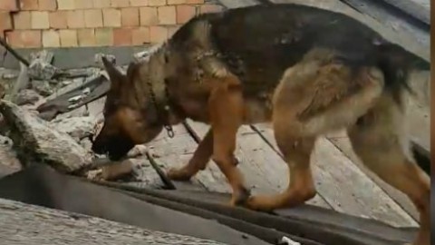 Terremoto Centro Italia, avvelenato il cane-eroe. L'istruttore: “Kaos … – Il Fatto Quotidiano