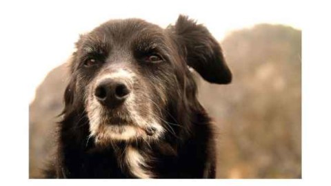 Al via a Torre del Greco la campagna contro l'abbandono di cani e … – Tvcity
