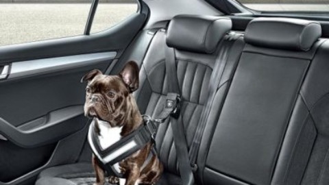 Accorgimenti utili in compagnia del vostro animale in auto – Agenpress