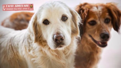 Contributi dal Comune per chi adotta un cane: «Diamo una casa a … – IlGiunco.net