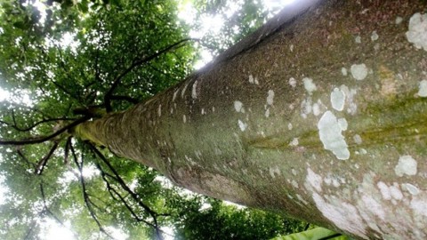 Oltre 26mila specie a rischio estinzione: aggiornata la lista rossa Iucn – greenMe.it