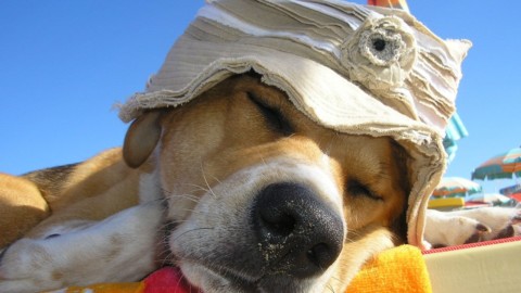 In vacanza con il proprio animale 6,2 milioni di italiani – Corriere Nazionale