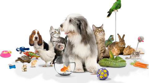 Italiani e animali domestici: come si fa spesa per i “nuovi familiari … – Mark Up