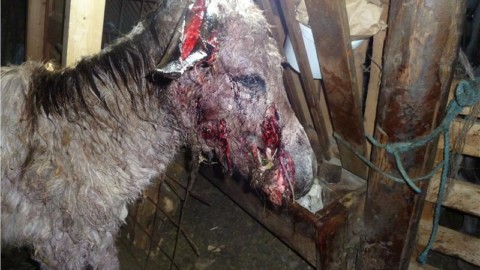 Asino aggredito da cane. Ed è allarme per gli animali domestici – Alto Adige Innovazione (Comunicati Stampa) (Blog)