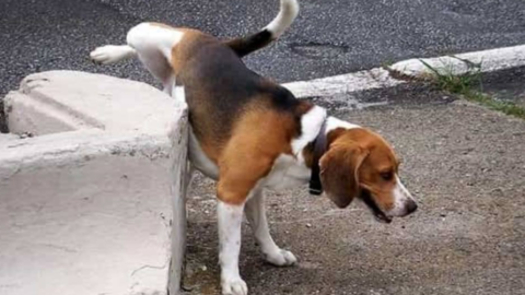 Bottiglietta d'acqua obbligatoria per lavar via la pipì del cane – InfoVercelli24.it
