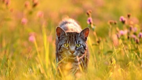 Estate e colpi di calore: ecco i consigli per i gatti – Sanihelp.it