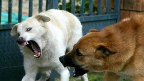 Morsi di cane, «Bimbi i più a rischio, non rendendosene conto … – BolognaToday