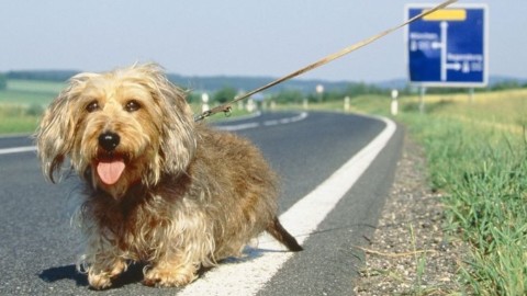 Guida sicura e abbandono dei cani, Anas in prima linea per … – Piacenza24